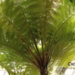 fern_upward