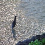 秘密の質問、そろそろやめませんか? waterside_bird