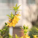 forsythia
