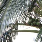 coconuts
