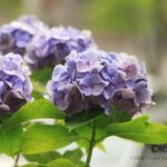 light_purple_hydrangea