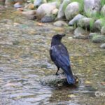 crow_on_the_river