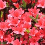 red_azalea