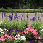 flowerbed