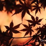 shadow_maple_leaves