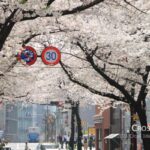 cherry_blossom_18