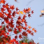 red_maple_leaves