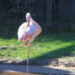 standing_flamingo