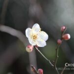plum_blossom