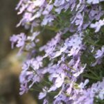 phlox_subulata