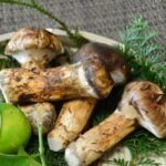 matsutake_mushroom