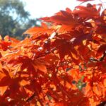 colored_maple_leaves2
