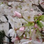 cherry_blossom3