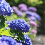 2024年上半期 hydrangea