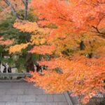colored_maple_leaves3