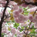 double_cherry-blossoms