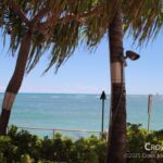 palm_and_beach2